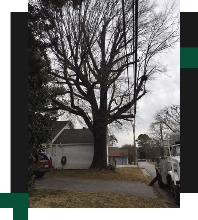 LW Tree Service & Grading