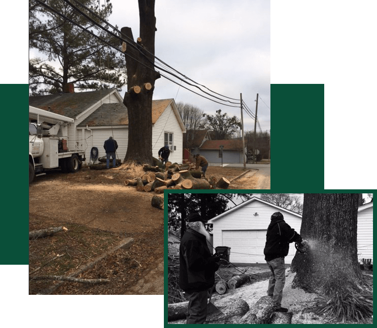 LW Tree Service & Grading